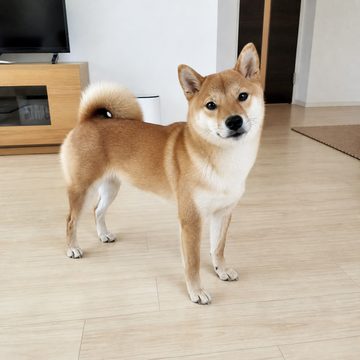 入力に使った柴犬の写真