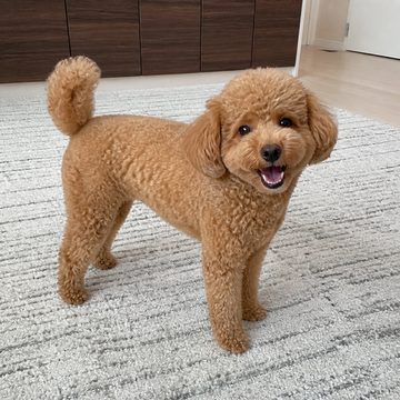 入力に使ったトイプードルの写真
