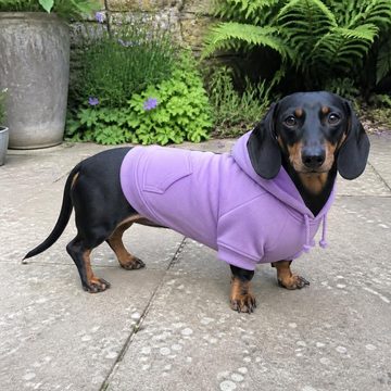 ラベンダーフーディを着たミニチュアダックスフンド — PetFitでの生成結果