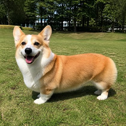 入力に使ったコーギーの全身写真
