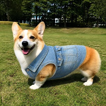 デニムジャケットを着たコーギー — PetFitでの生成結果